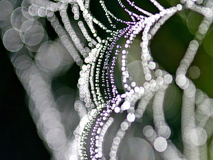 blue and purple water dew on spider-web in macro and timelapse photography
